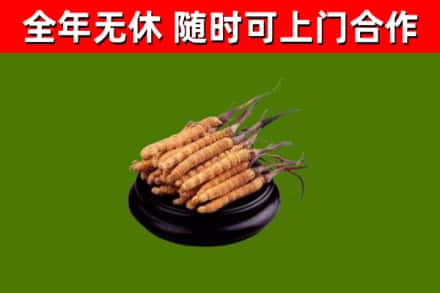 古市回收散虫草