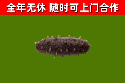 古市回收海参干